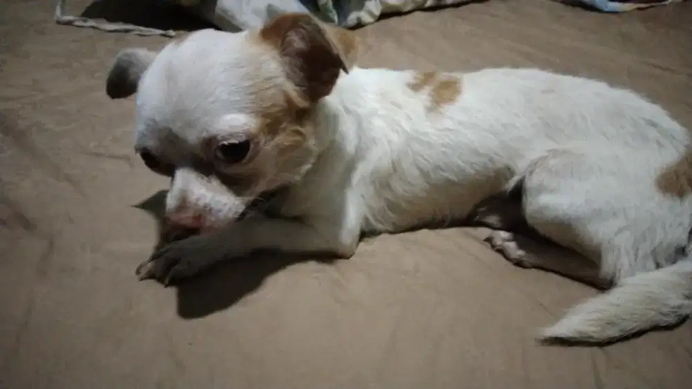 Dijual anjing cihua hua muda