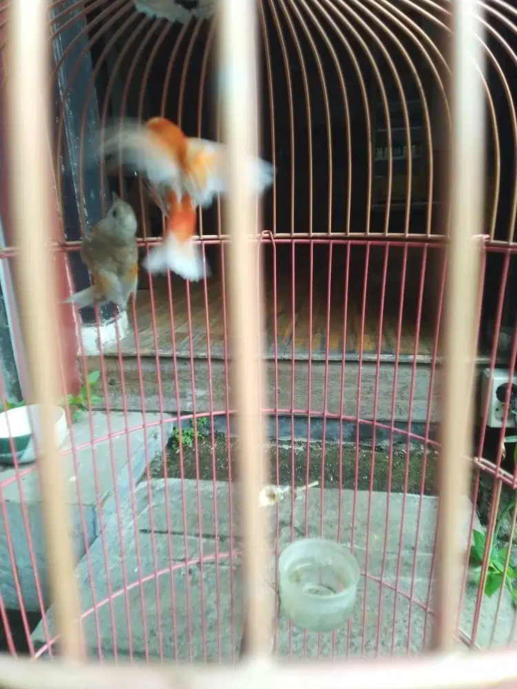 Sepasang Red Siskin DD Sudah Produksi