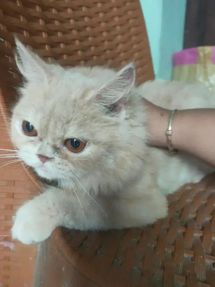 Kucing pesek hpinter 8 bulan