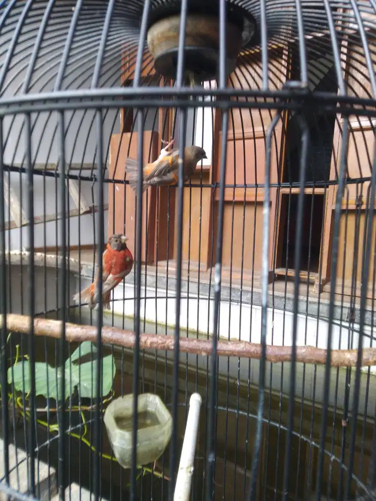 Di Jual Sepasang Burung Red Siskin Delute