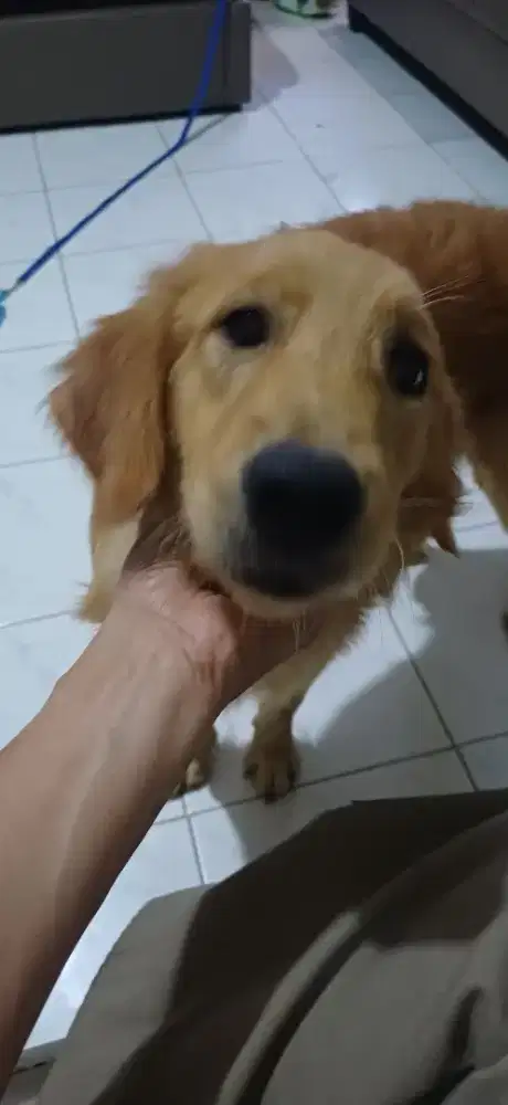 PUPPY GOLDEN RETRIEVER STAMBUM