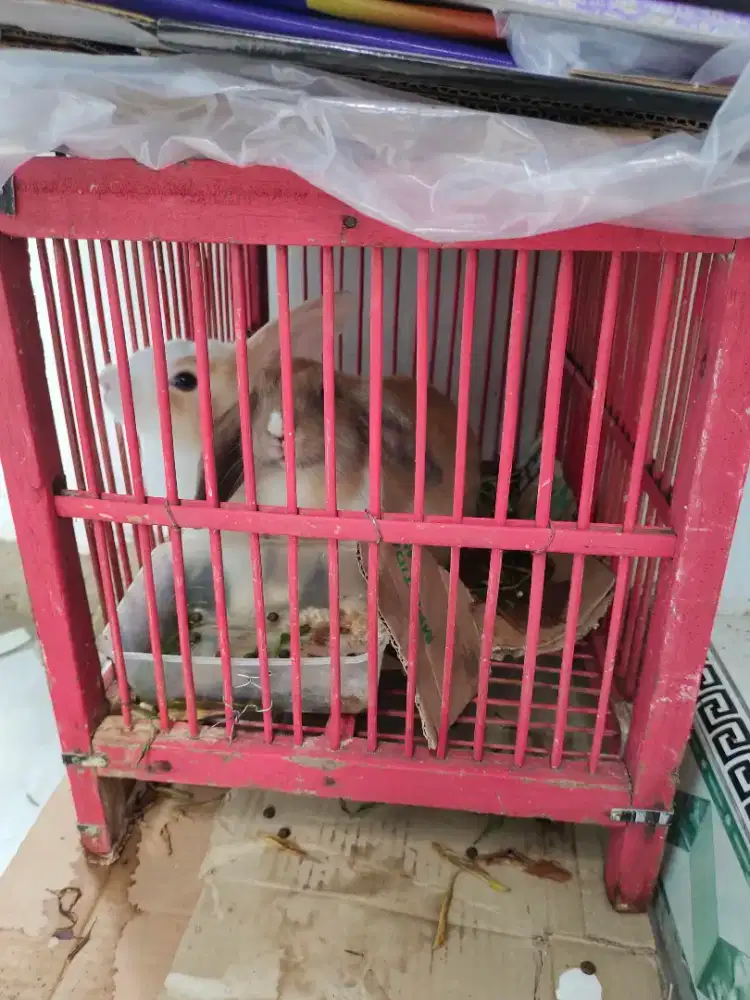 Kelinci Sepasang Remaja