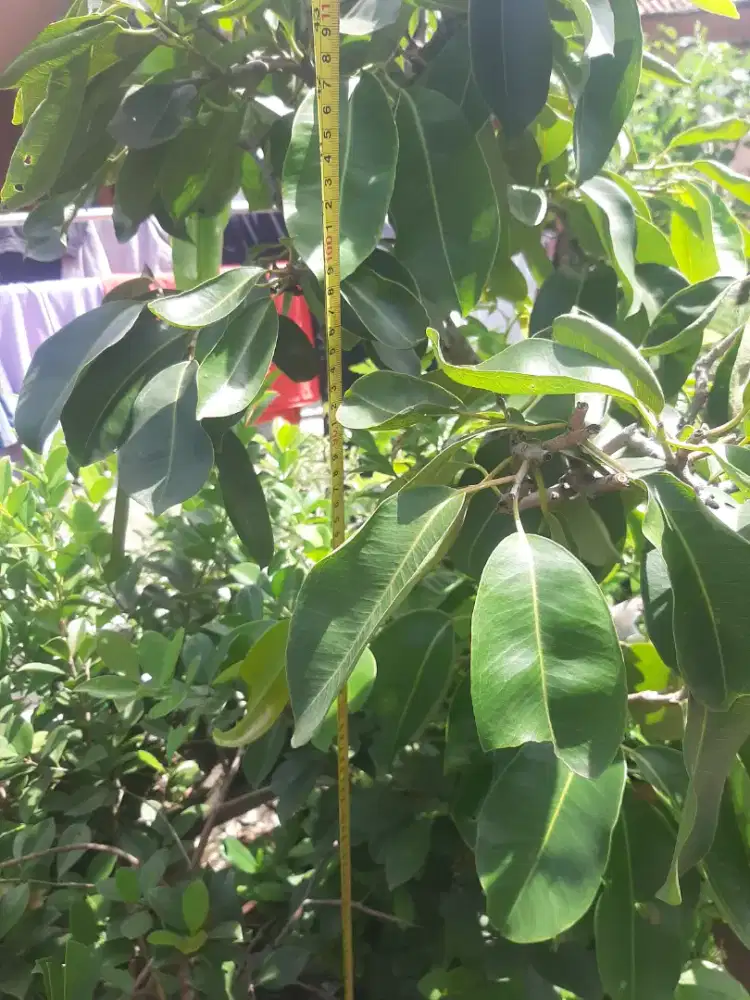 Tanaman jadul jamblang putih berbuah