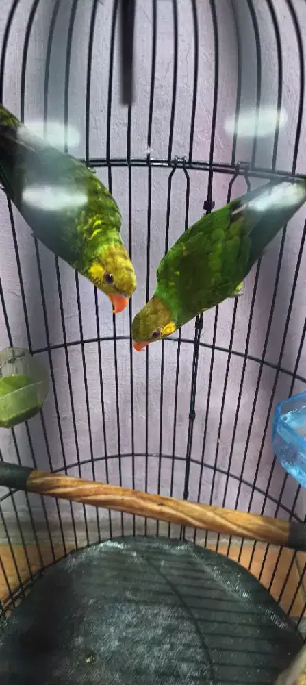 Masteran burung Lovebird perkici