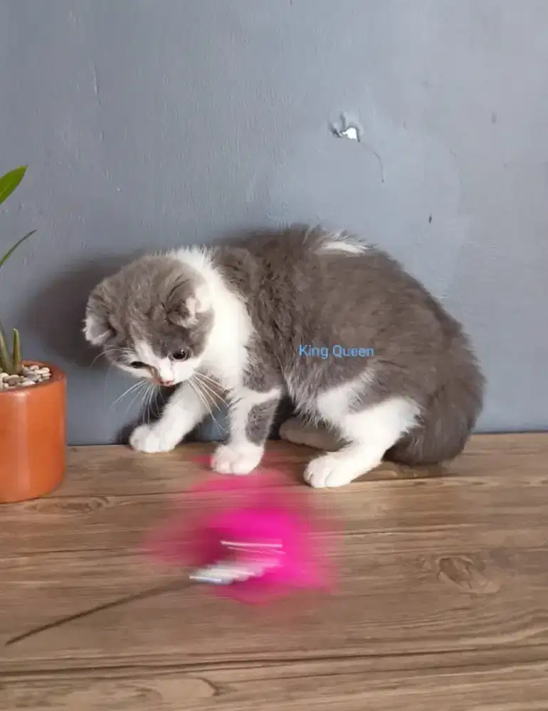 Kucing Scottish Fold Blue Bicolor 4 bulan Parent Pedigree