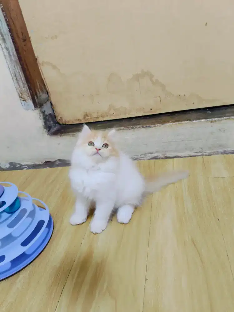Kitten Persia Oren putih