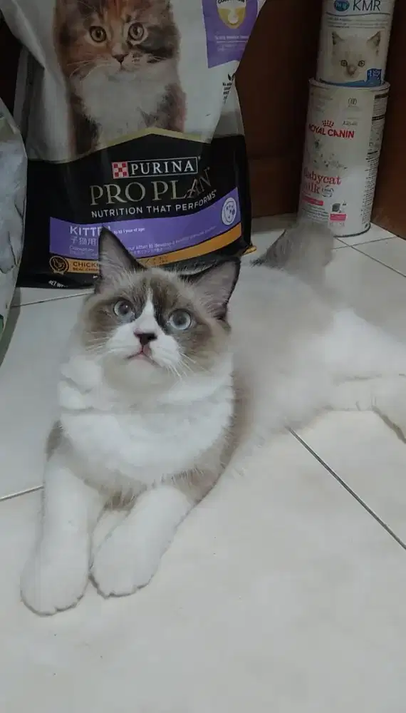 Kitten ragdoll bicolor simetris mata biru