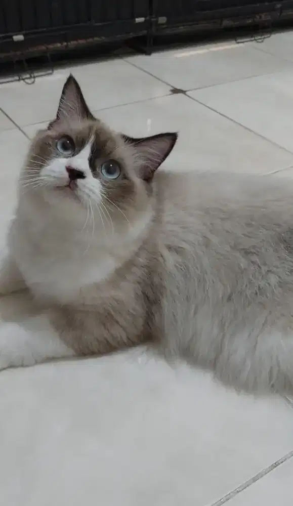Kucing ragdoll bicolour simetris mata biru jantan 5 bulan