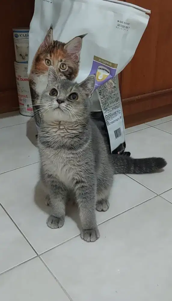 Kucing british shorthair mix kucing bsh mix