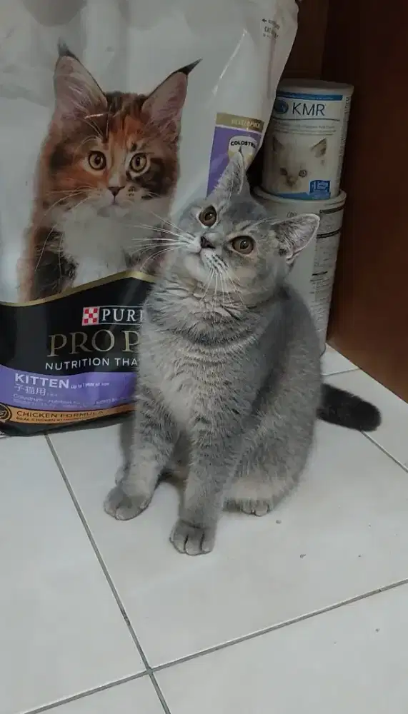 Kitten british shorthair mix kucing BSH mix