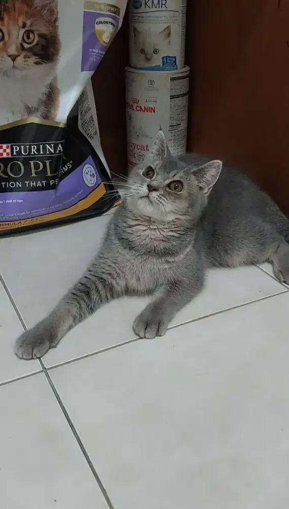 Kucing BSH mix kitten british shorthair mix