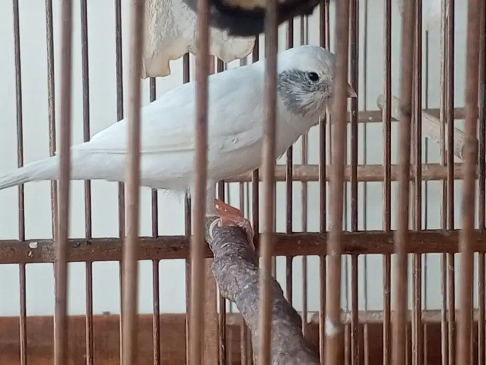 Kenari jantan putih cemong
