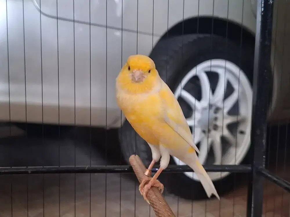 F1ys gacor siap kawin