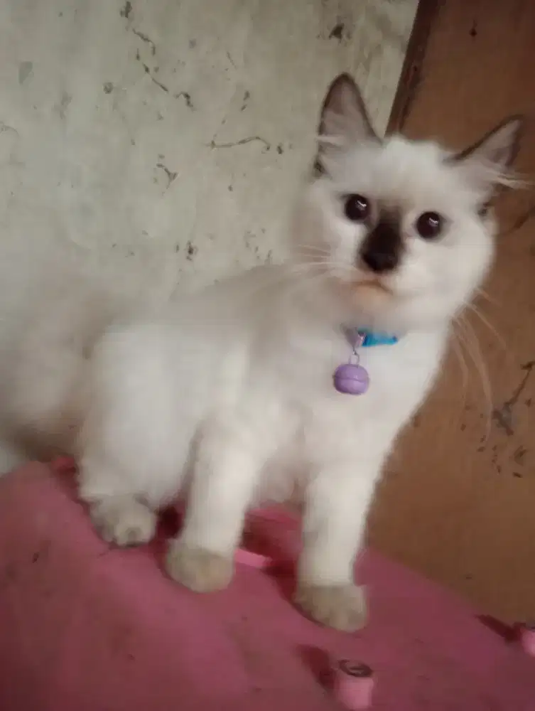 kitten ada 4 ekor persia x himalaya