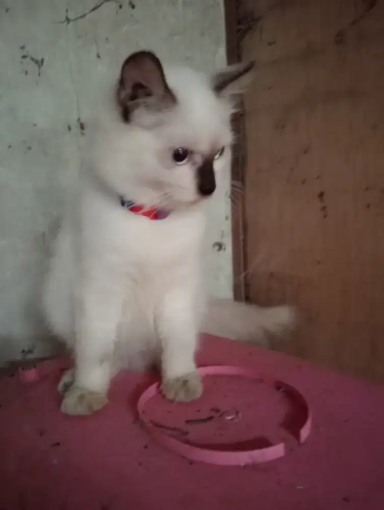 kucing jantan remaja persia x himalaya