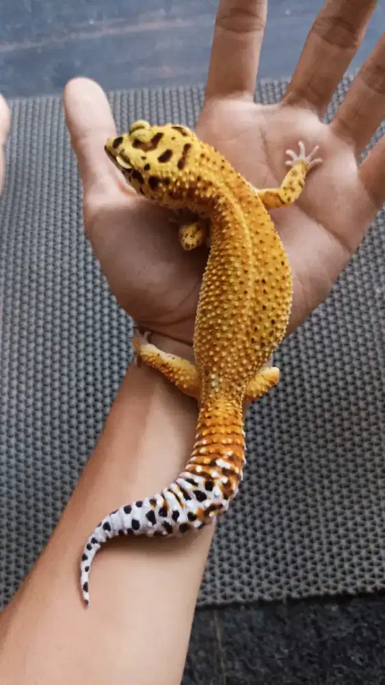 Gecko Emerine RS h Tremper