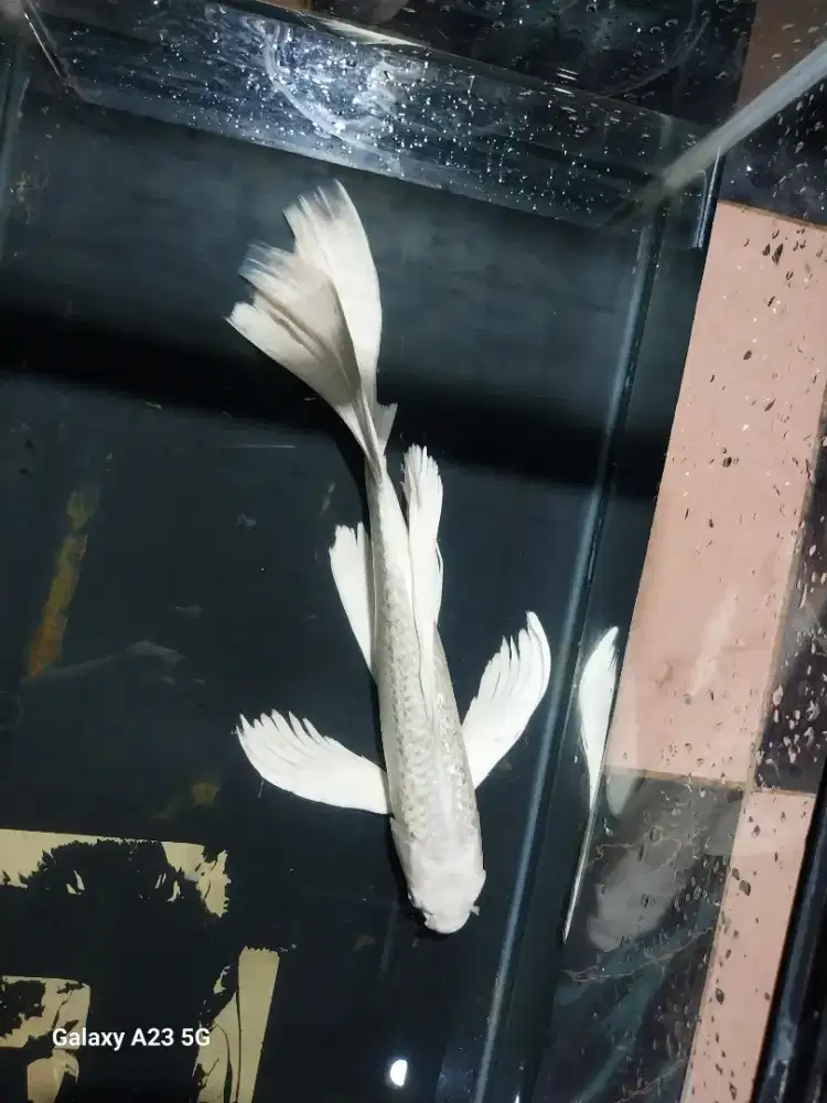 Ikan koi platinum slayer 40cm