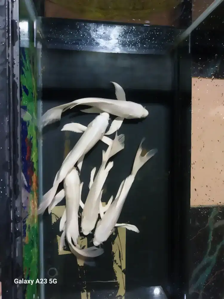 Ikan koi platinum slayer 25cm up