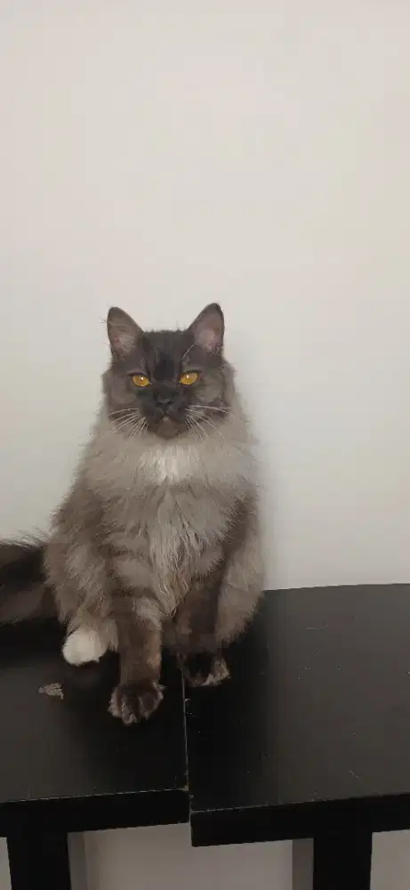 British Long Hair ( BLH Mix )