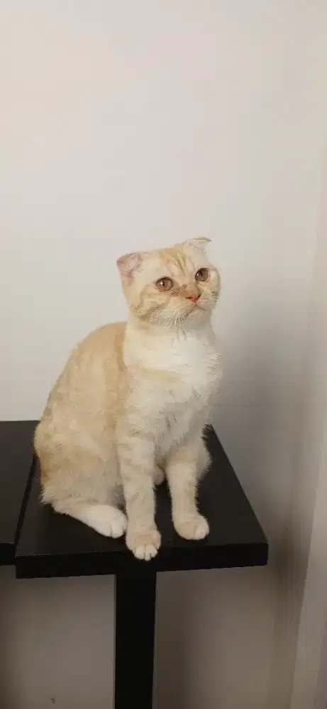 KUCING iSCOTISH FOLD