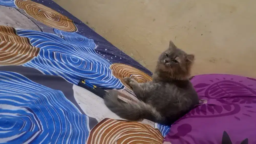 Kucing persia flatnose