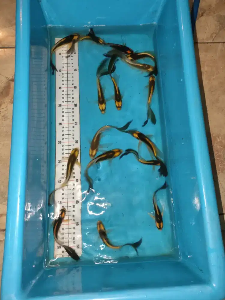 Ikan koi slayer kabuto