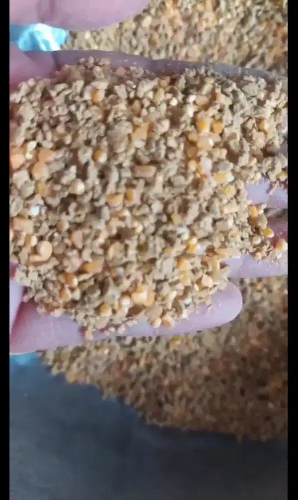 Pakan ayam petelur rijek