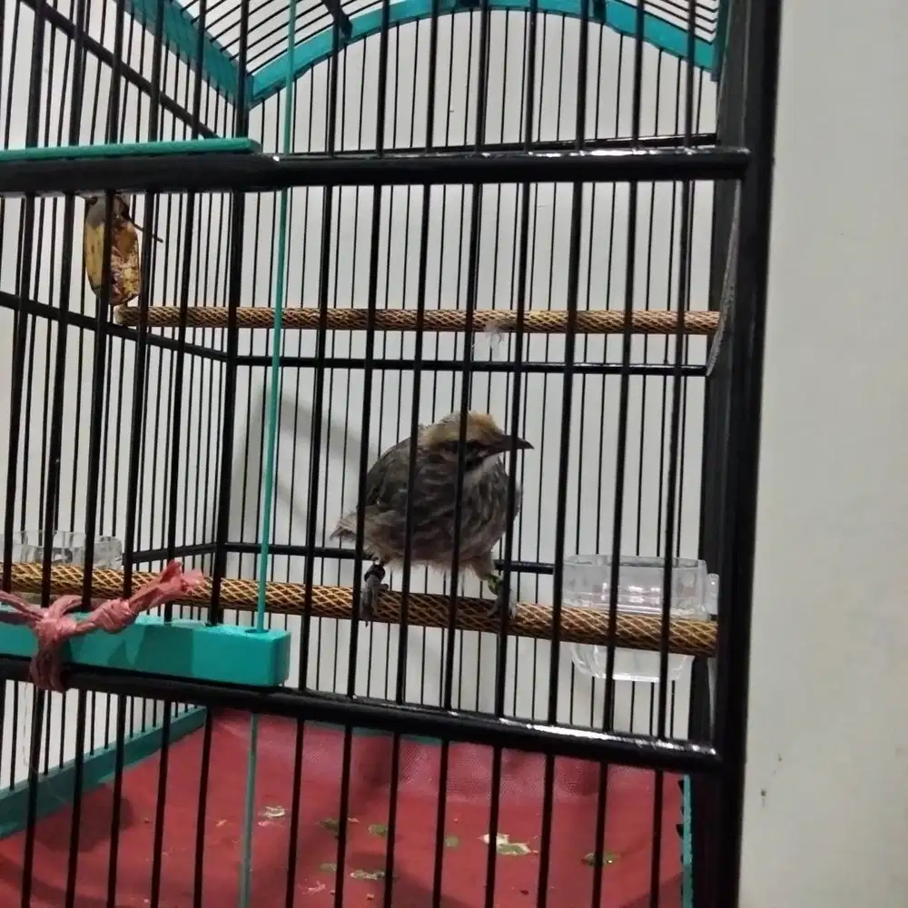 Cucak rowo usia 4 bulan double ring DNA jantan