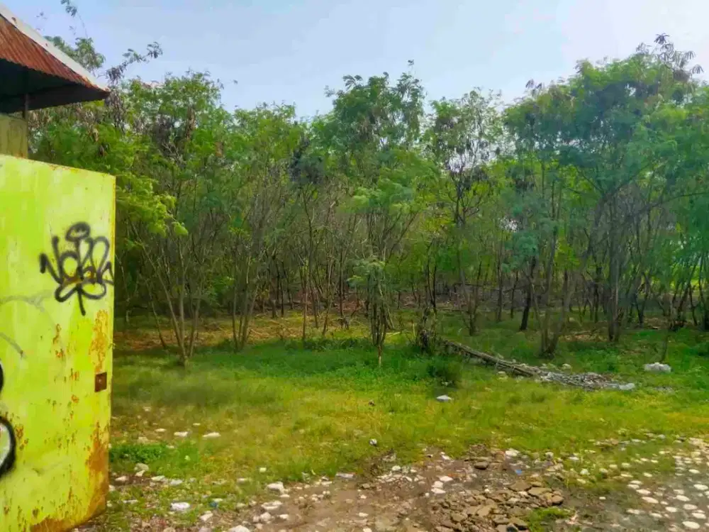 Disewakan tanah strategis 2000 m(25x78) di pinggir jalan area cempaka putih 550 jt/th akses kontainer