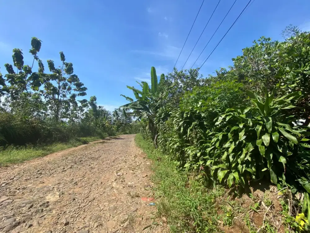Tanah Kebun Durian Pinggir Jalan Mobil di Purwakarta Dijual Murah