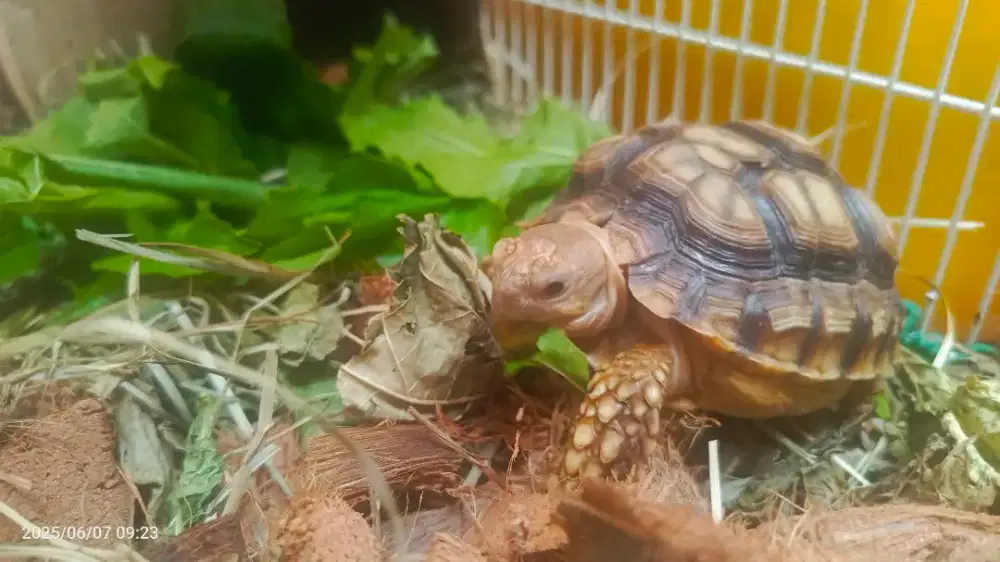 Sulcata tortoise, kura kura darat, hobby kolektor