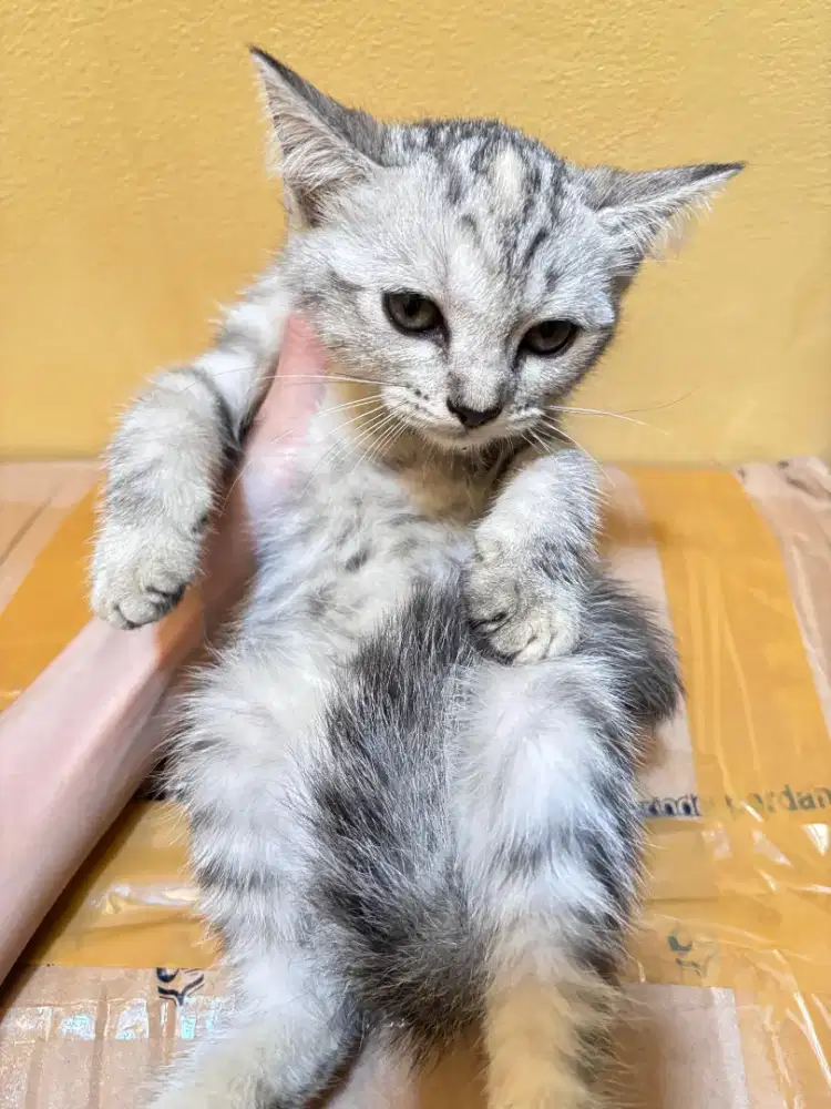 Lepas Adopt Persia Grey Calico Mixdom