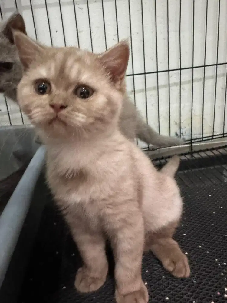 Kucing BSH cinamon wrna langka