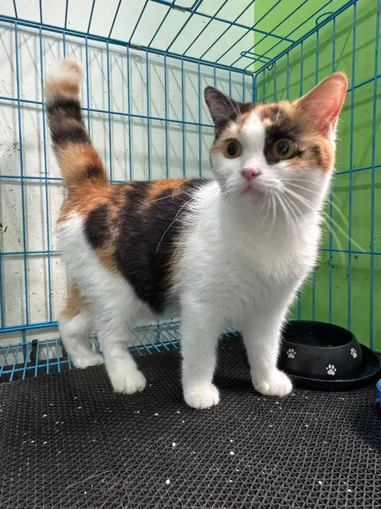 Bsh calico betina