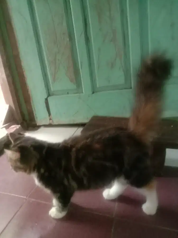 Jual kucing persia umur 6 blnan