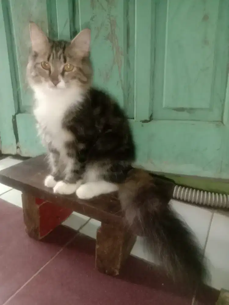 Jual kucing persia umur 6blnan