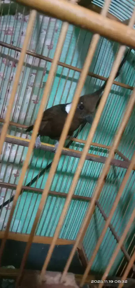 Burung Cililin Masteran