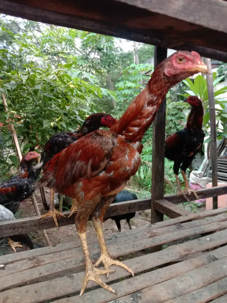 Jual ayam bangkok batu rante