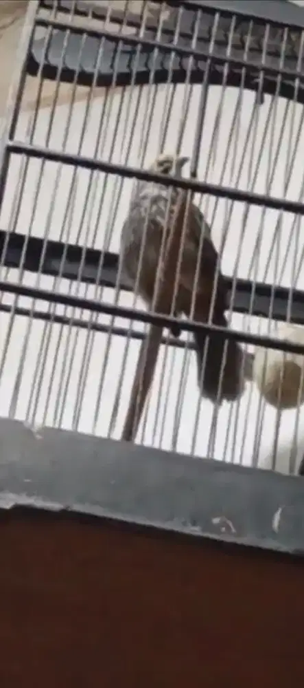 Cucak rowo rajin bunyi