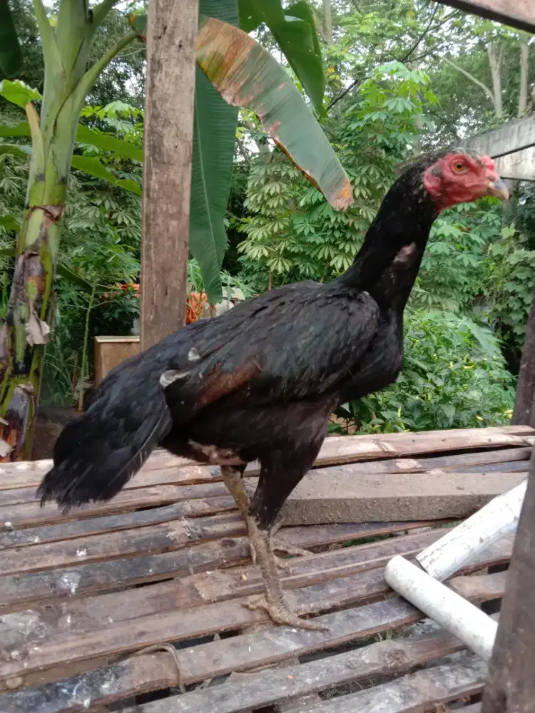 Ayam bangkok babon batu rante