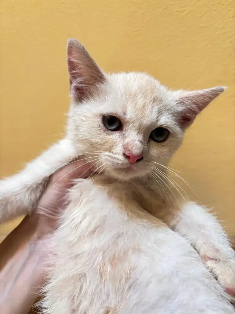 Lepas Adopt Persia Cream Solid Mixdom