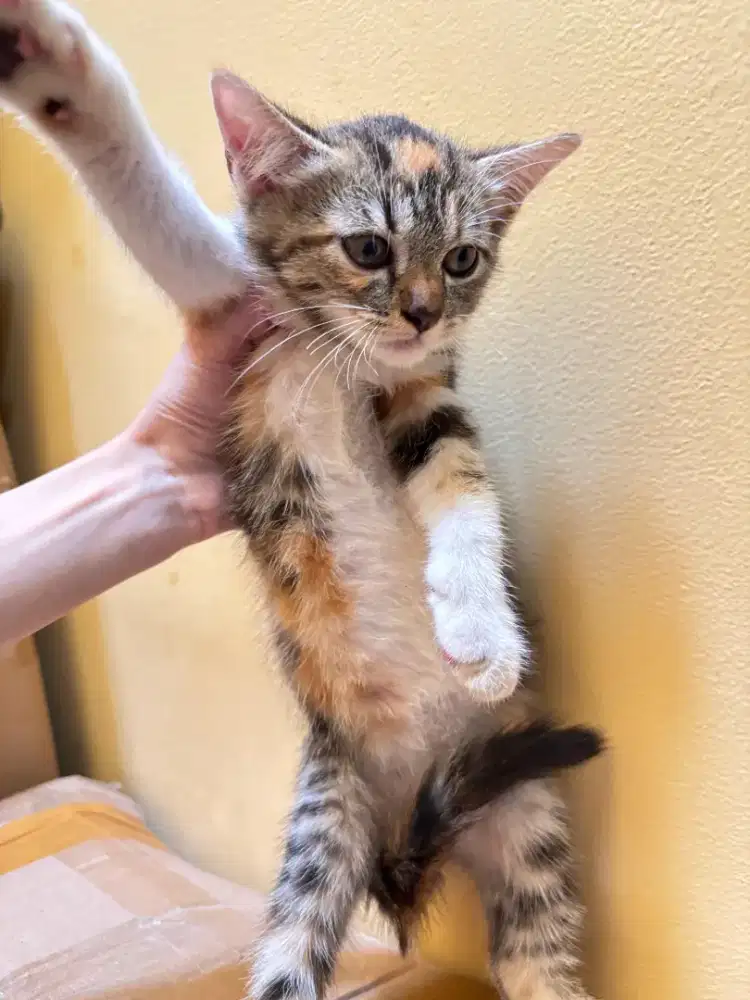 Lepas Adopt Persia Calico Mixdom