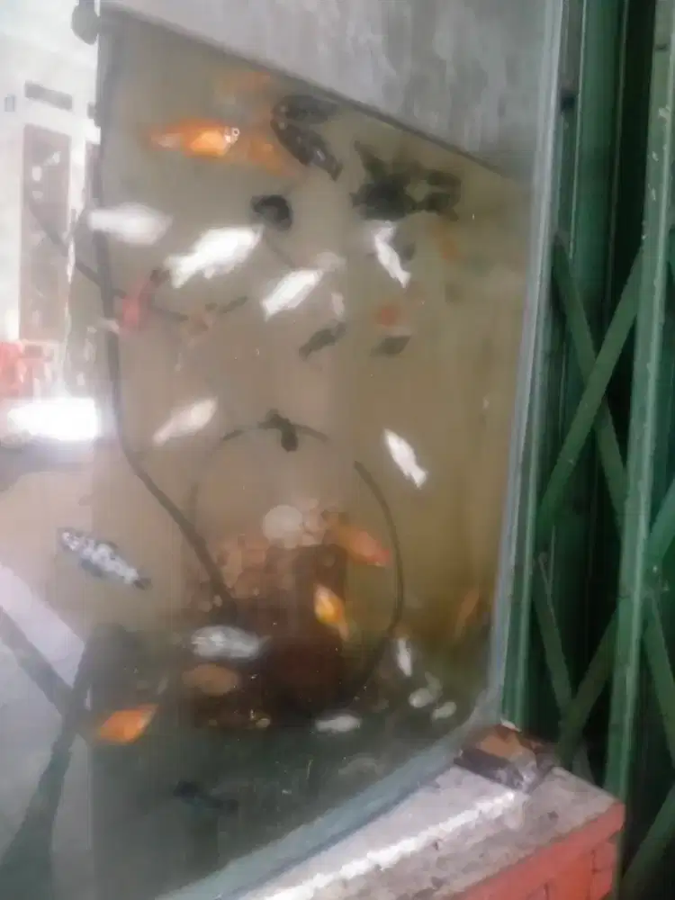 Ikan molly long body