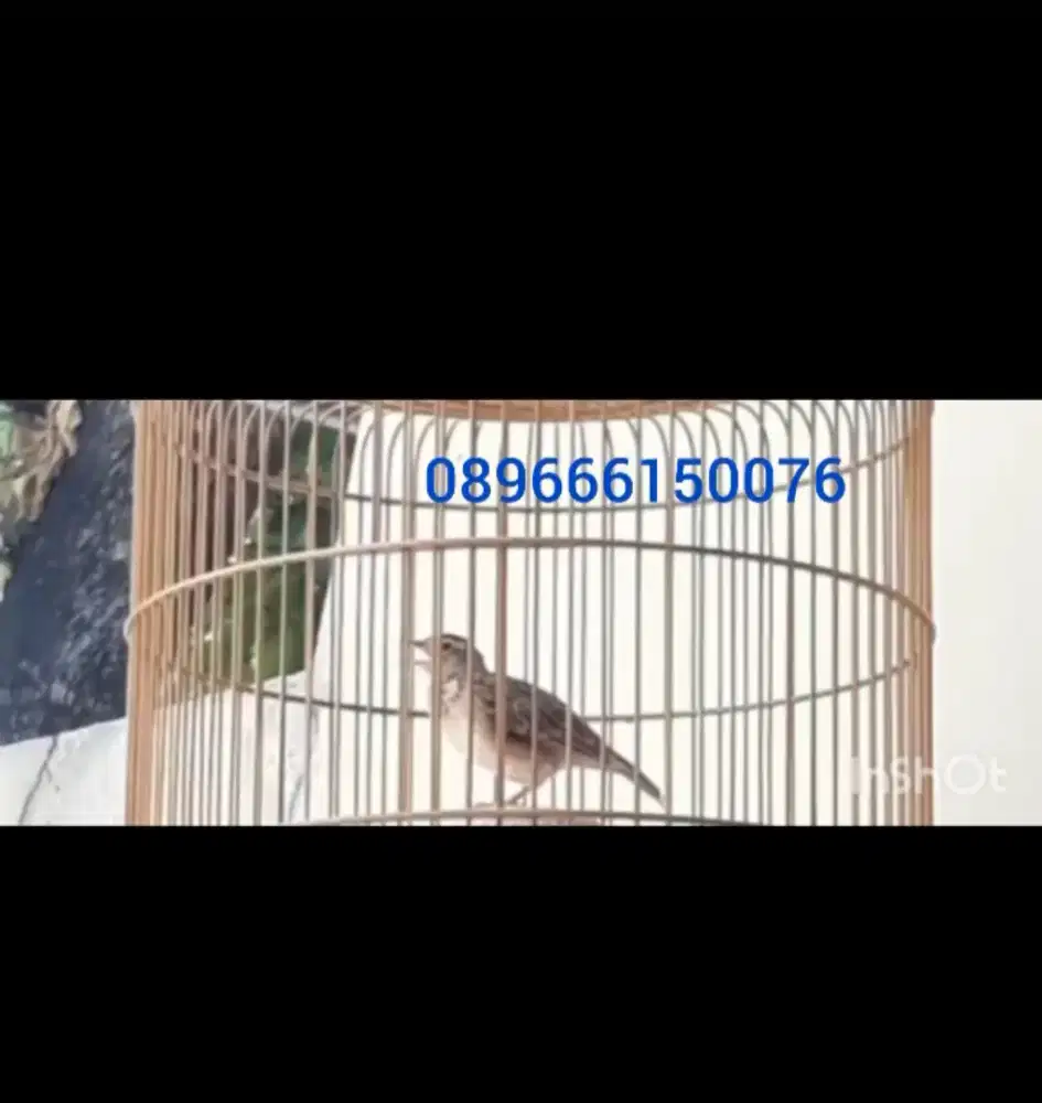 Sonca gacor udh ngelokal sip buat masteran atau menikmati bunyinya