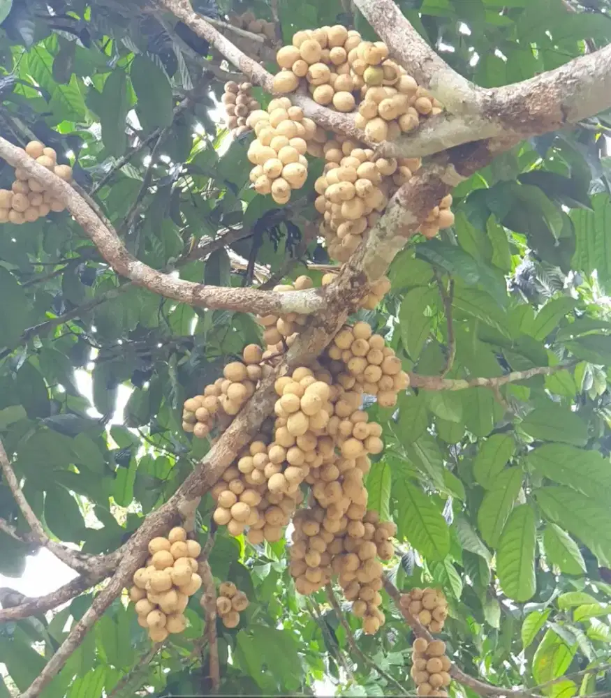 Tanah kebun di jual
