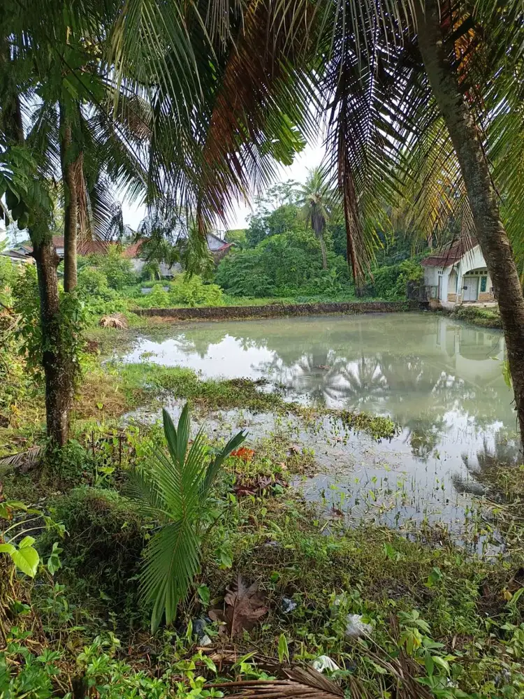 Tanah 7000 m² Dekat Jalan Utama Provinsi – Ciamis