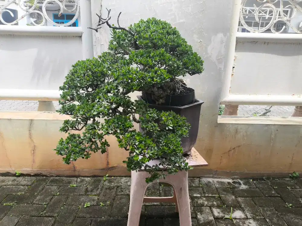 Bonsai santigi cascade