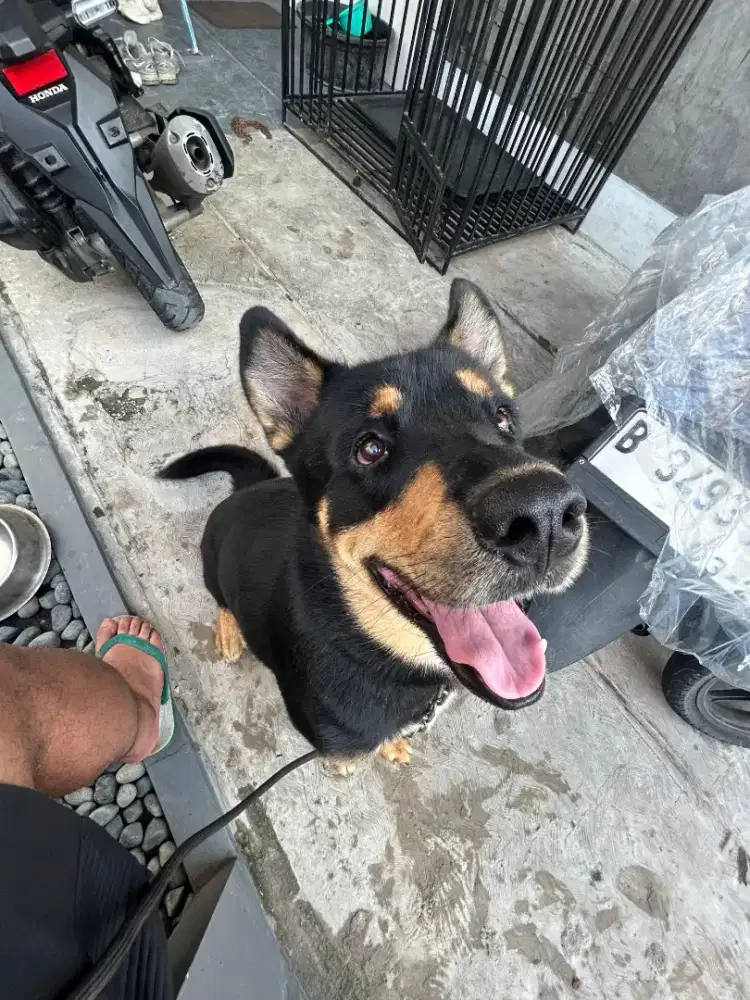 Di jual Anjing Penjaga Mix