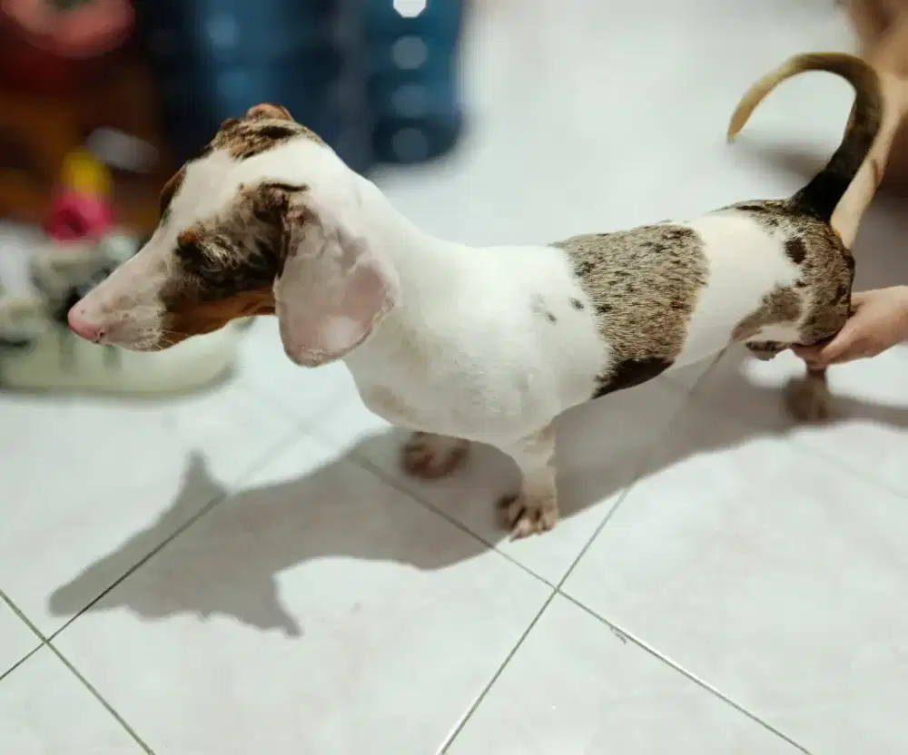 Dijual anjing tekel Dapple jantan