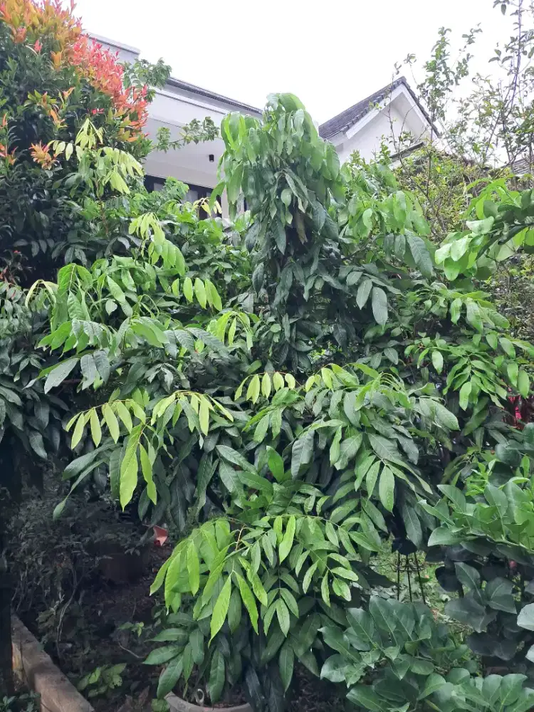 Pohon Kelengkeng New Crystal (Longan) siap dibuahkan